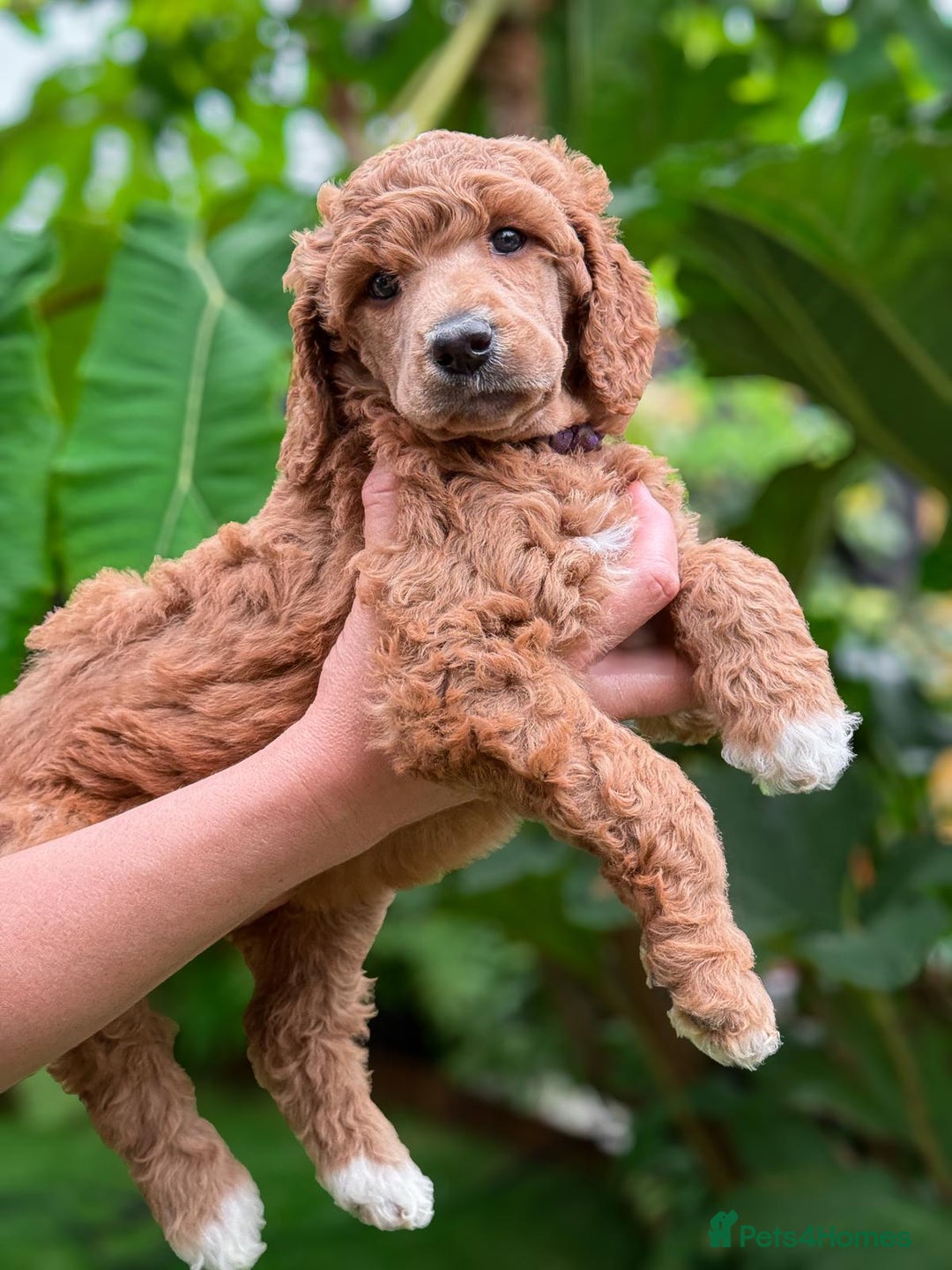 Standard Poodle dogs for sale: Standard Poodle Puppies Looking for Their Families - Image 7
