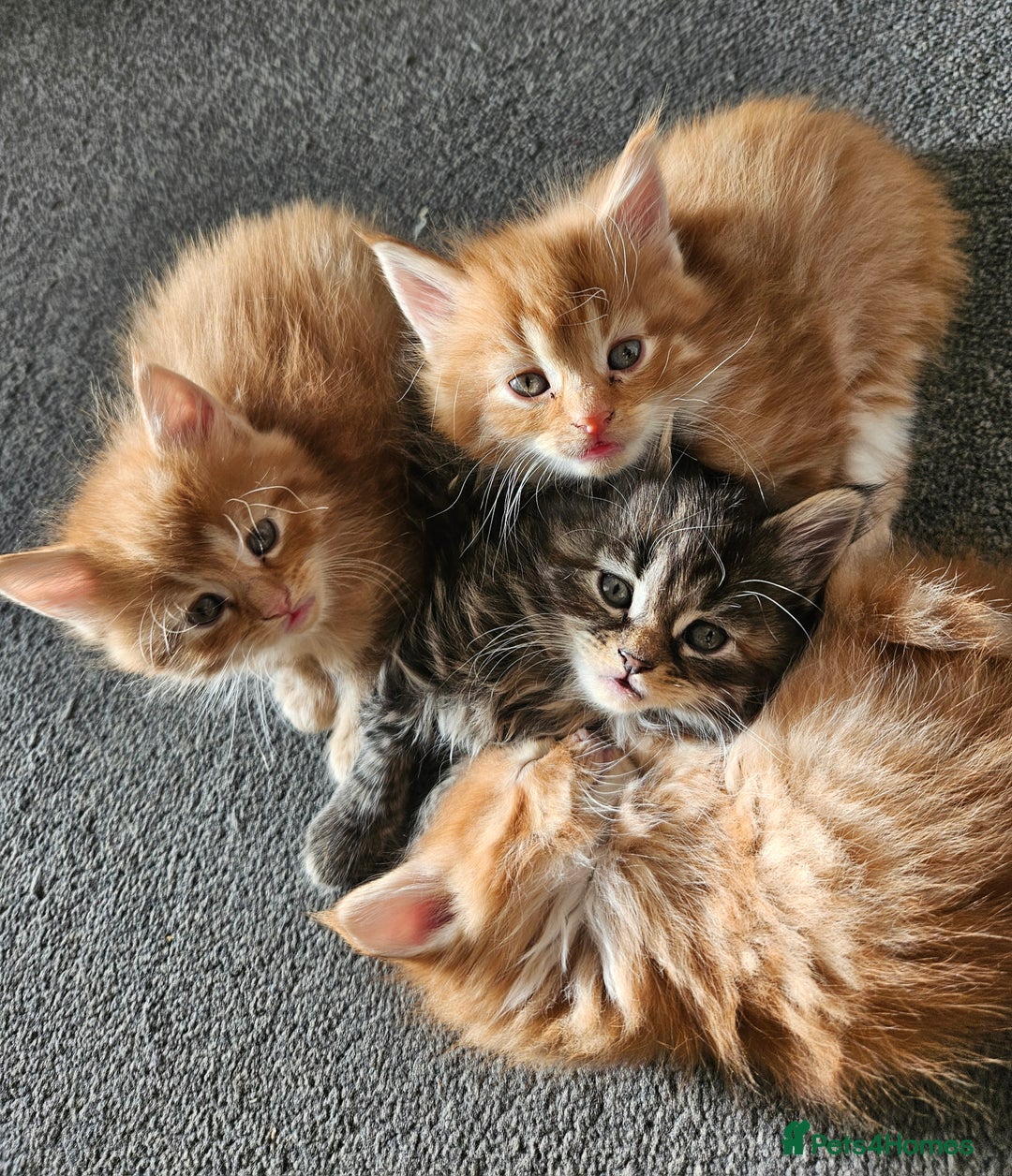 Mixed Breed cats for sale: Beautiful ginger mix long hair maine coon kittens - Advert 3