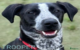 Mixed Breed dogs for adoption: TROOPER in Ashbourne - Image 2