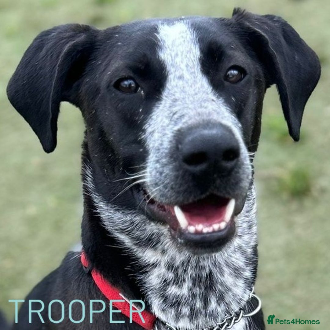 Mixed Breed dogs for adoption: TROOPER in Ashbourne - Image 2