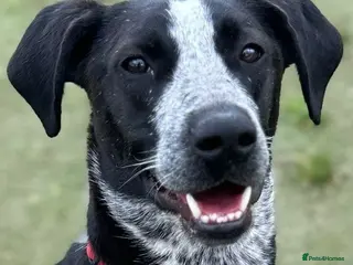 Mixed Breed dogs TROOPER - Advert 16