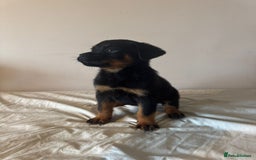 Rottweiler dogs for sale: Rottweiler puppies - Image 5