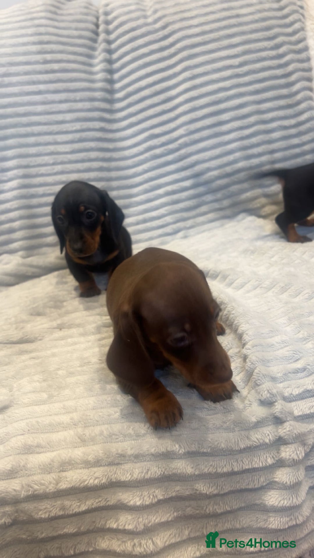Miniature Dachshund dogs for sale: Minatures dachounds - Advert 15
