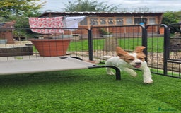 Sprocker dogs for sale: Hendrix the male sprocker available. - Image 4
