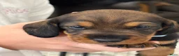 Dachshund dogs for sale: Standard Wired Haired Dachshund/ Teckel  - Advert 9