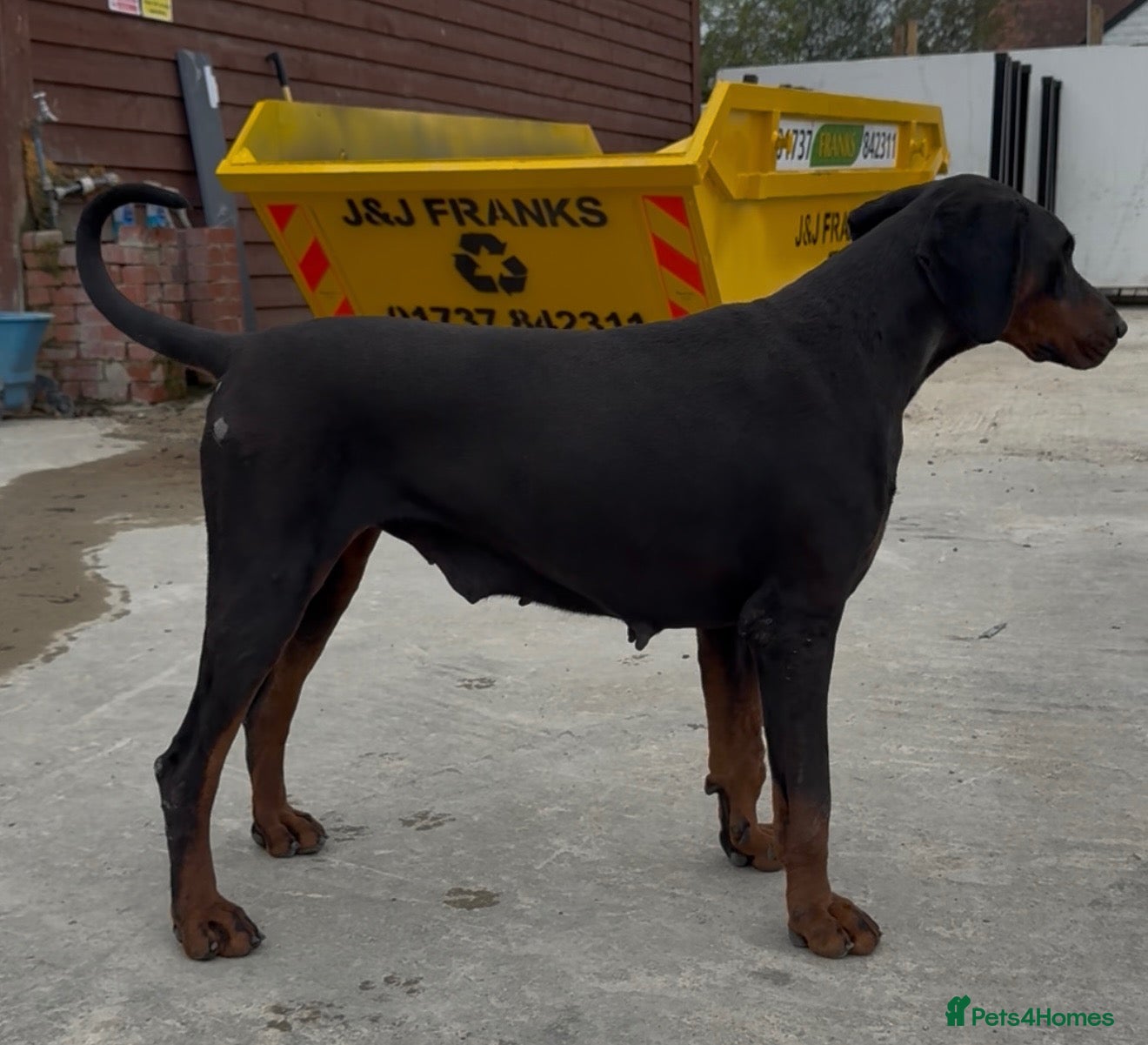 Dobermann dogs Female Doberman - Advert 4