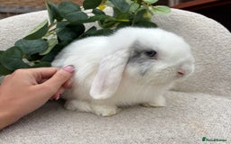 Mini Lop rabbits for sale: Mini lops for sale *ready to leave now* - Image 8