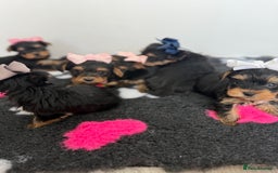 Yorkshire Terrier dogs for sale: Yorkshire Terrier Puppy 5 - 6 beautiful Yorkshire terriers  - Image 11