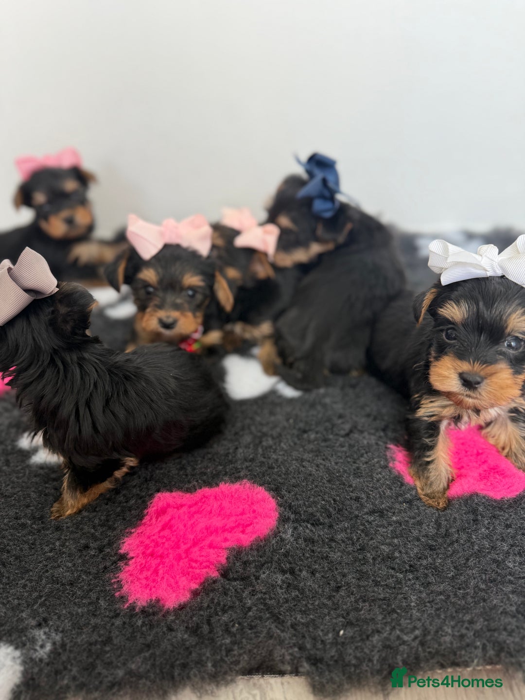 Yorkshire Terrier dogs for sale: Yorkshire Terrier Puppy 5 - 6 beautiful Yorkshire terriers  - Image 11
