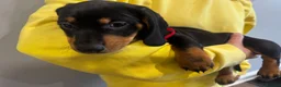 Dachshund dogs for sale: Stunning Standard Datchhound puppies    - Advert 9