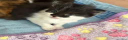 Turkish Angora cats for sale: Beautiful long haired kittens in Johnstone - Advert 2