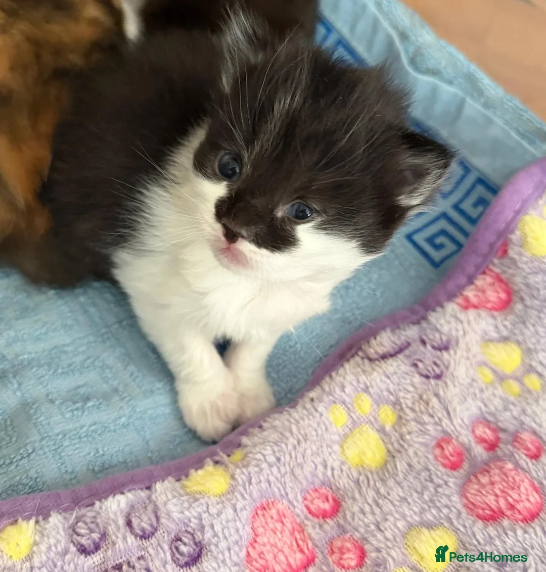 Turkish Angora cats for sale: Beautiful long haired kittens in Johnstone - Advert 2