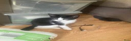 Domestic Shorthair cats for sale: 6 beautiful kittens is ready to go - Advert 11