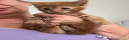 Mixed Breed cats for sale: Mixed breed ginger boys - Advert 11
