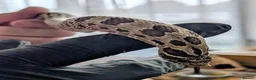 Snake reptiles for sale: Green phase western hognose female in Milton Keynes - Advert 2