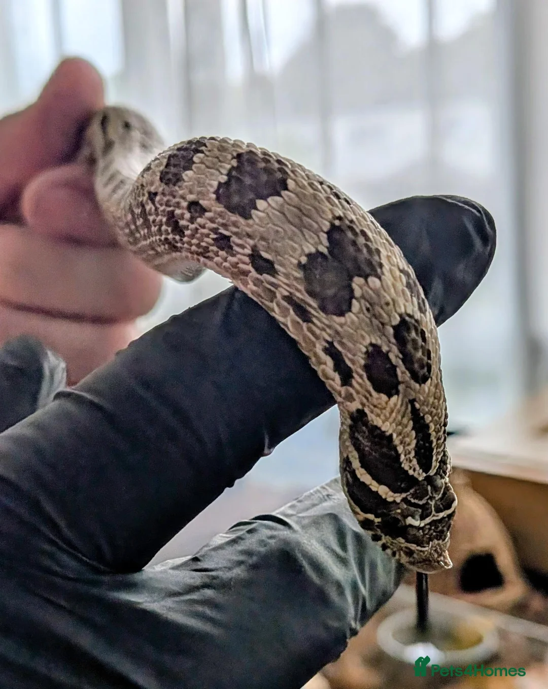 Snake reptiles for sale: Green phase western hognose female in Milton Keynes - Advert 2