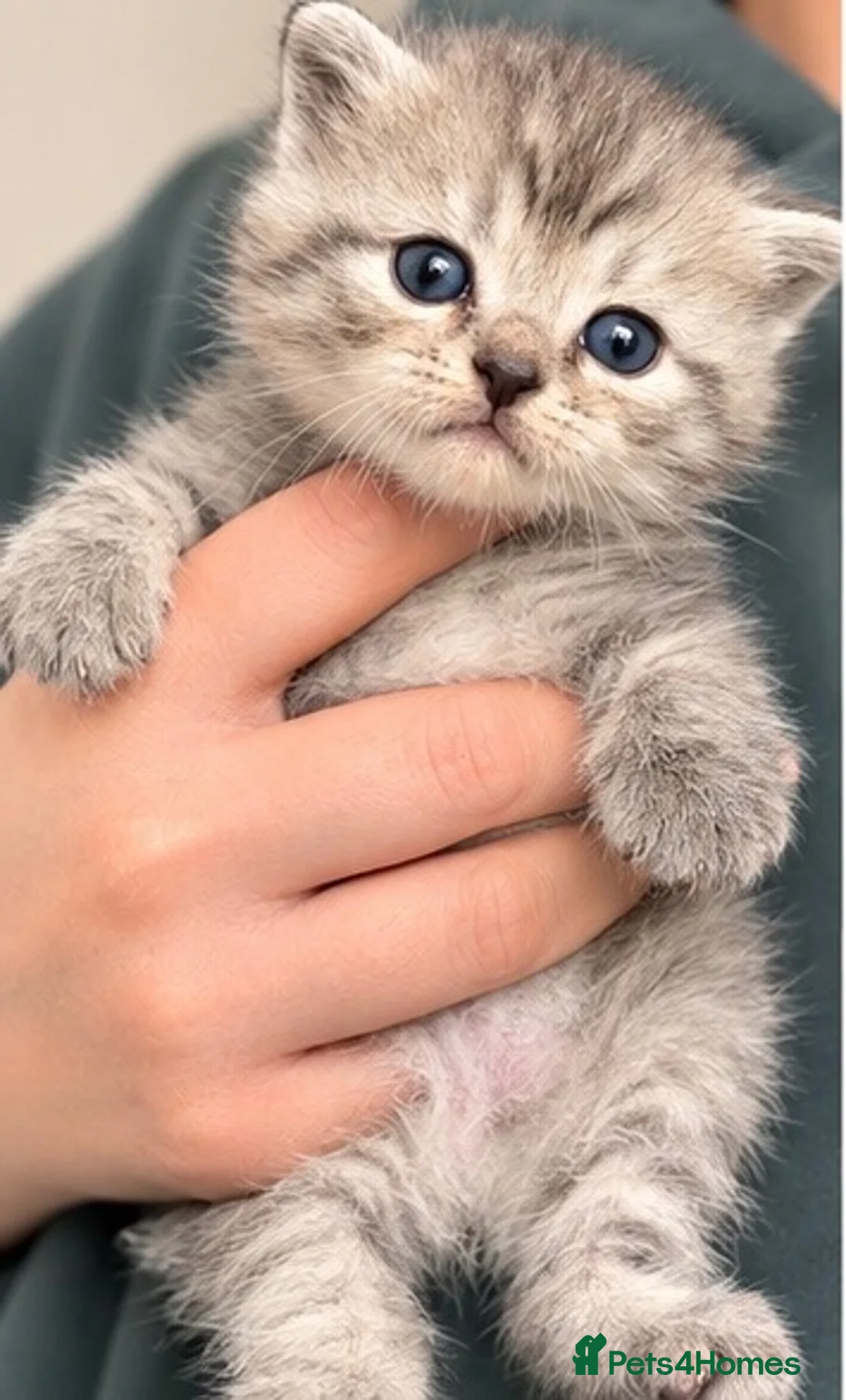 Persian cats for sale: Half Persian kittens  - Advert 10