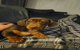 Miniature Dachshund dogs for stud: STUD available  - Image 29