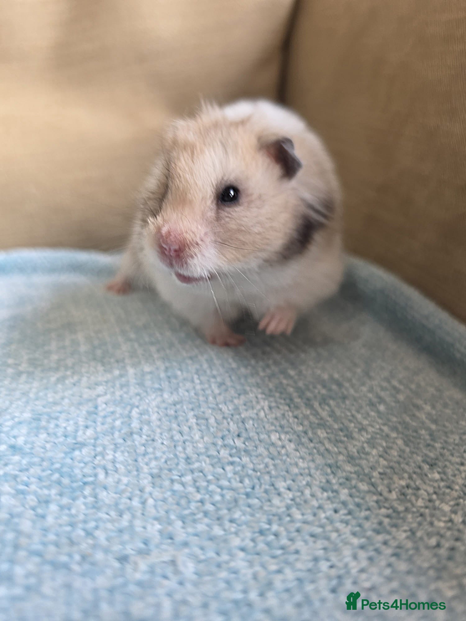 Hamster rodents Female Syrian Hamster Well Handled Pedigree  - Advert 2