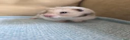 Hamster rodents for sale: Female Syrian Hamster Well Handled Pedigree  - Advert 2