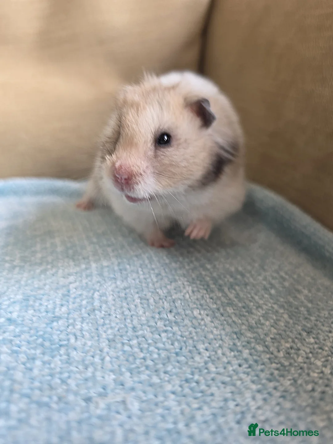 Hamster rodents for sale: Female Syrian Hamster Well Handled Pedigree  - Advert 2
