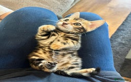 Bengal cats for sale: Beautiful rosette female Bengal kitten  in Okehampton - Image 13