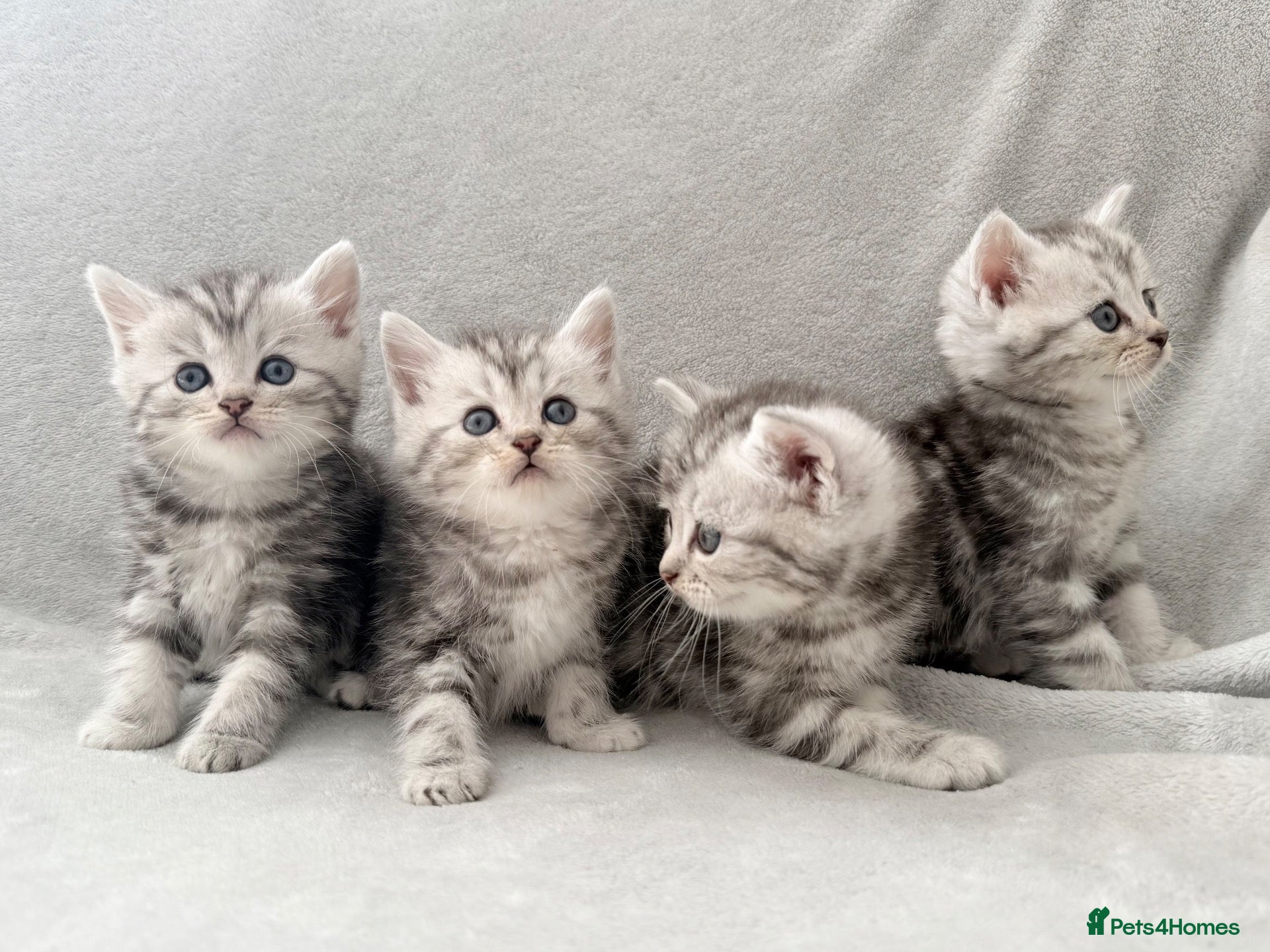 Persian cats Gorgeous chinchilla persian x Maine coon kittens  - Advert 1
