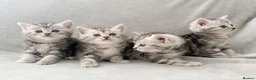 Persian cats for sale: Gorgeous chinchilla persian x Maine coon kittens  - Advert 1