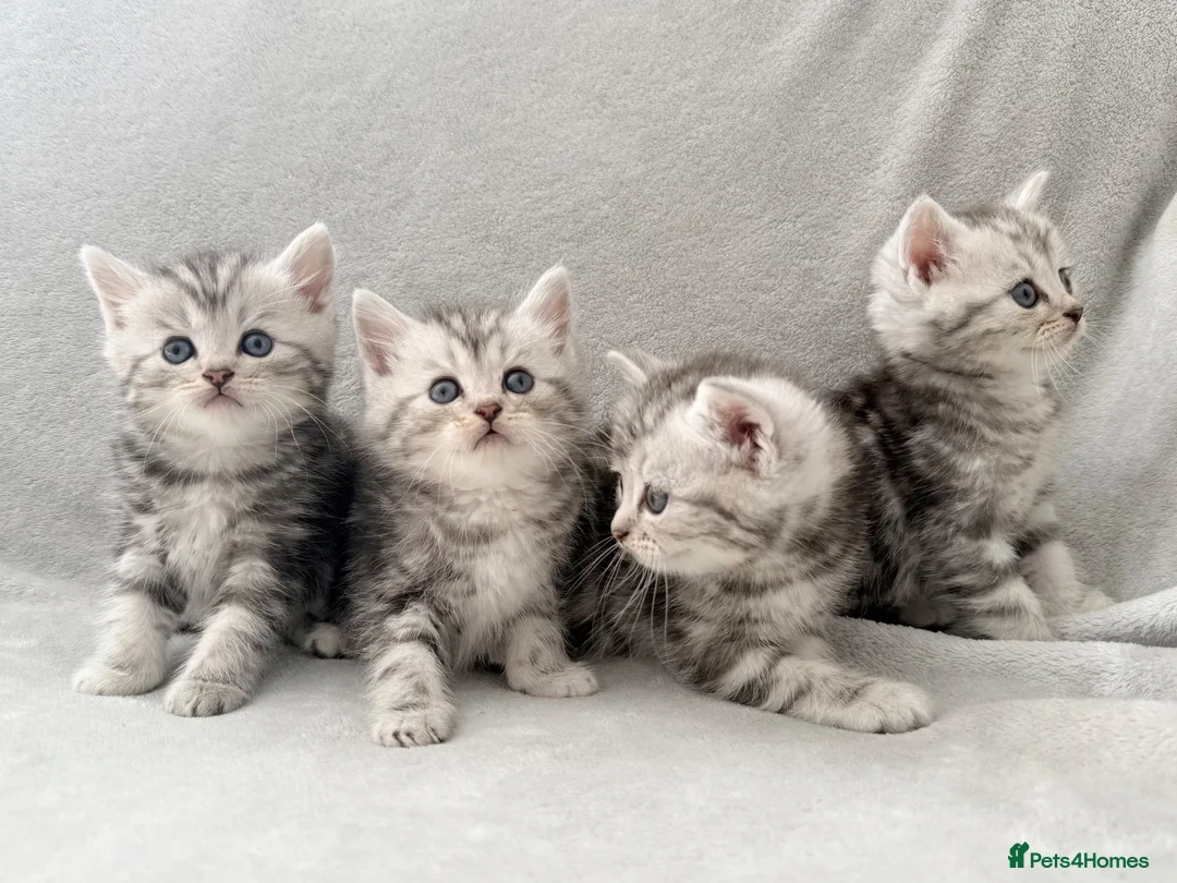 Persian cats for sale: Gorgeous chinchilla persian x Maine coon kittens  - Advert 1