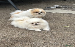 Pomeranian dogs for sale: Adult Pomeranian female for sale  - Image 3