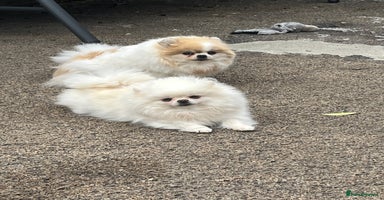 Pomeranian dogs - Advert 11