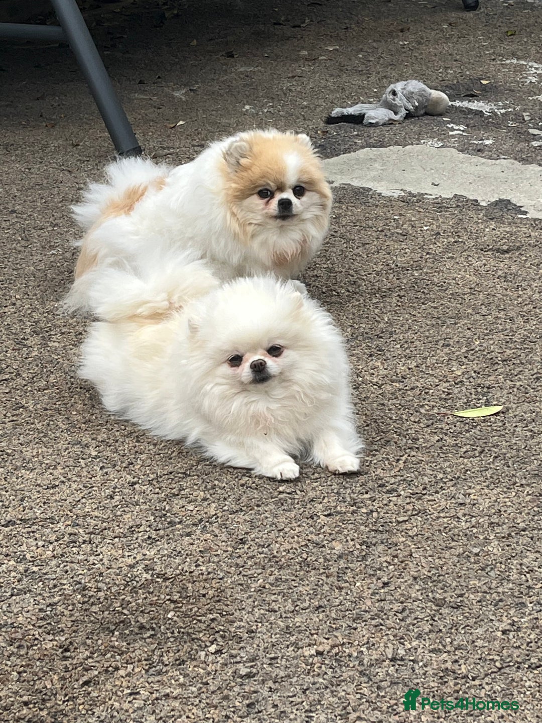 Pomeranian dogs for sale: Adult Pomeranian female for sale  - Image 3