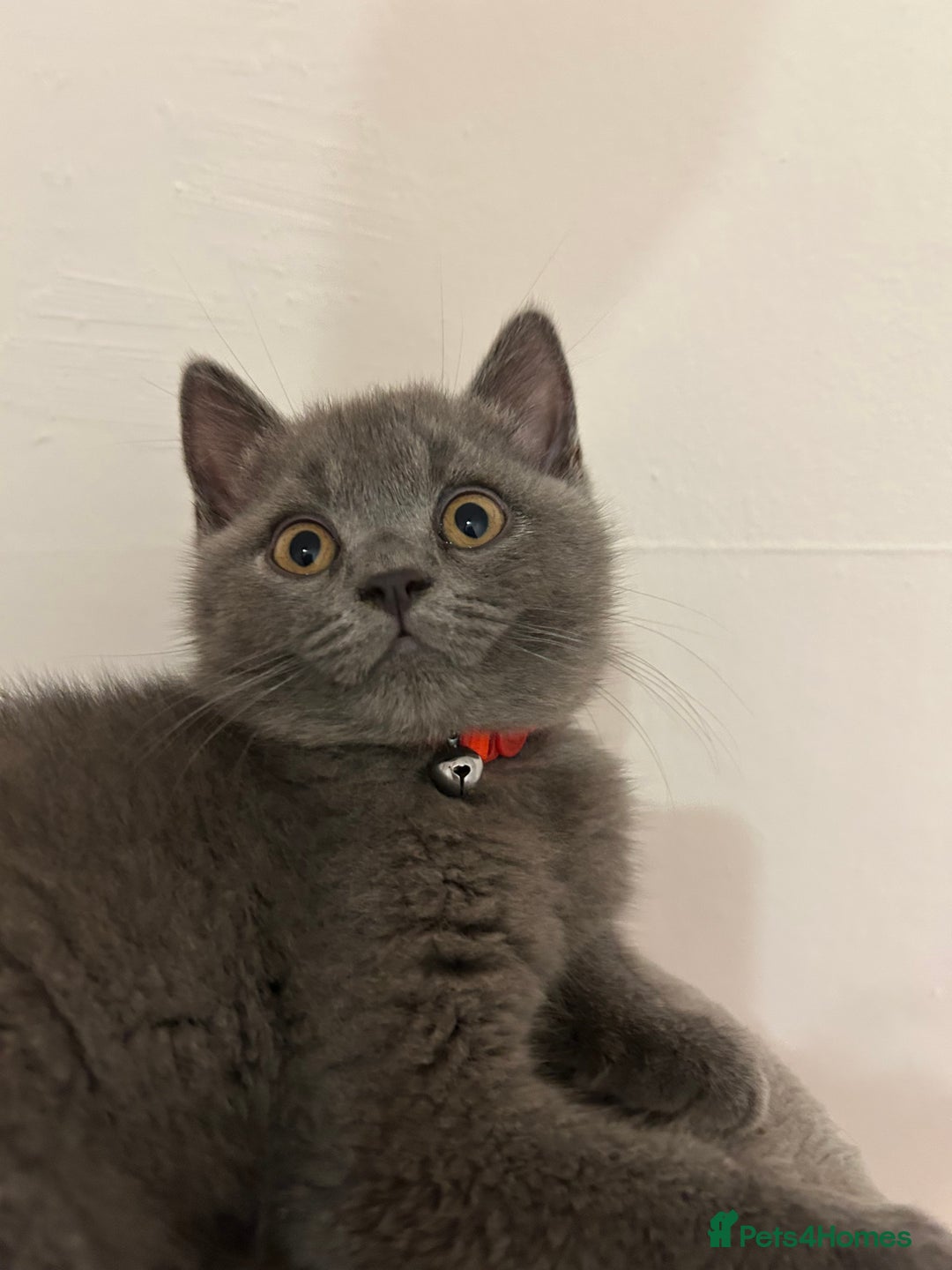 British Shorthair cats for sale: 🏆GCCF & TICA Pedigree Kitten, DELIVERY AVAILABLE! - Image 6