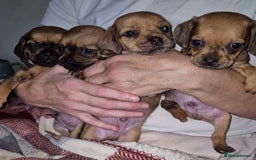 Mixed Breed dogs for sale: Dashound/Pug mix - Image 2