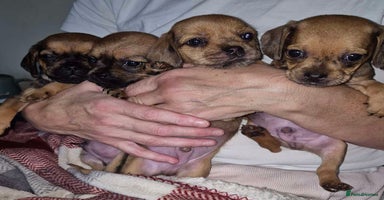 Mixed Breed dogs - Advert 10
