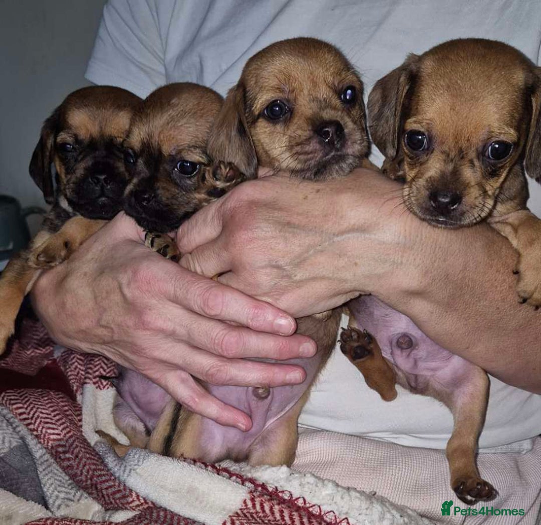 Mixed Breed dogs for sale: Dashound/Pug mix - Image 2