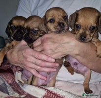 Mixed Breed dogs - Advert 4