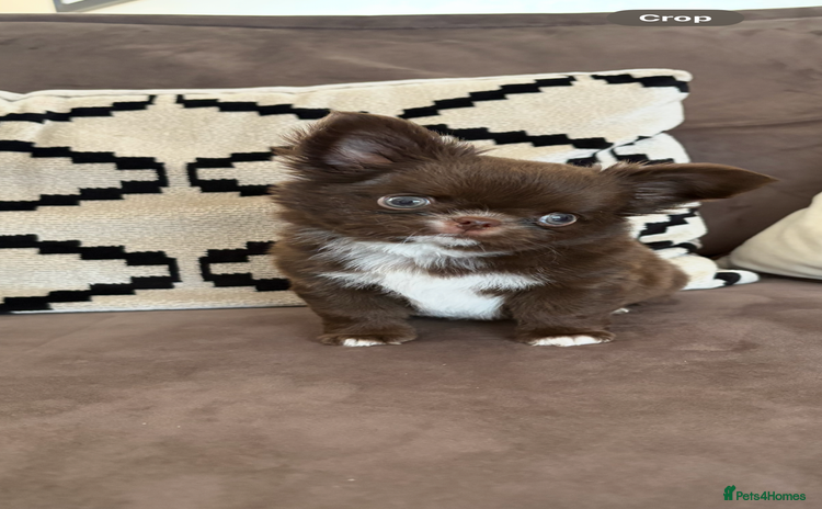 Chihuahua dogs - Advert 2