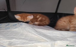 Mixed Breed cats for sale: Kittens ready now  - Image 8