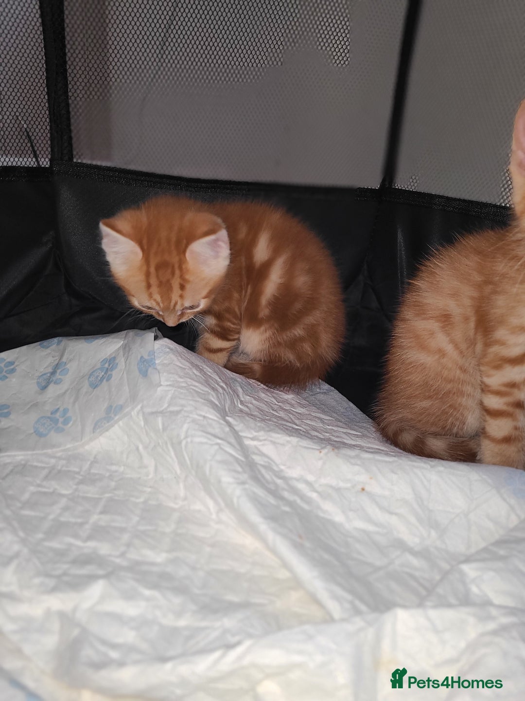 Mixed Breed cats for sale: Kittens ready now  - Image 8