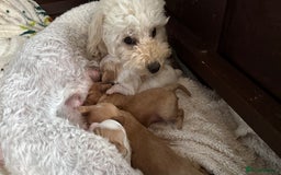 Cavapoochon dogs for sale: ✨Ruby & Blenheim Cavapoochons ❤️🐾 - Image 15