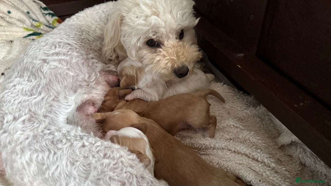 Cavapoochon dogs for sale: ✨Ruby & Blenheim Cavapoochons ❤️🐾 - Image 15