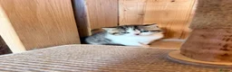 British Shorthair cats for sale: 3 British shorthair kittens - Advert 13