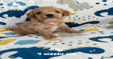 Maltipoo dogs Beautiful Maltipoo Puppies - Advert 4