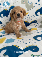 Maltipoo dogs Beautiful Maltipoo Puppies - Advert 4