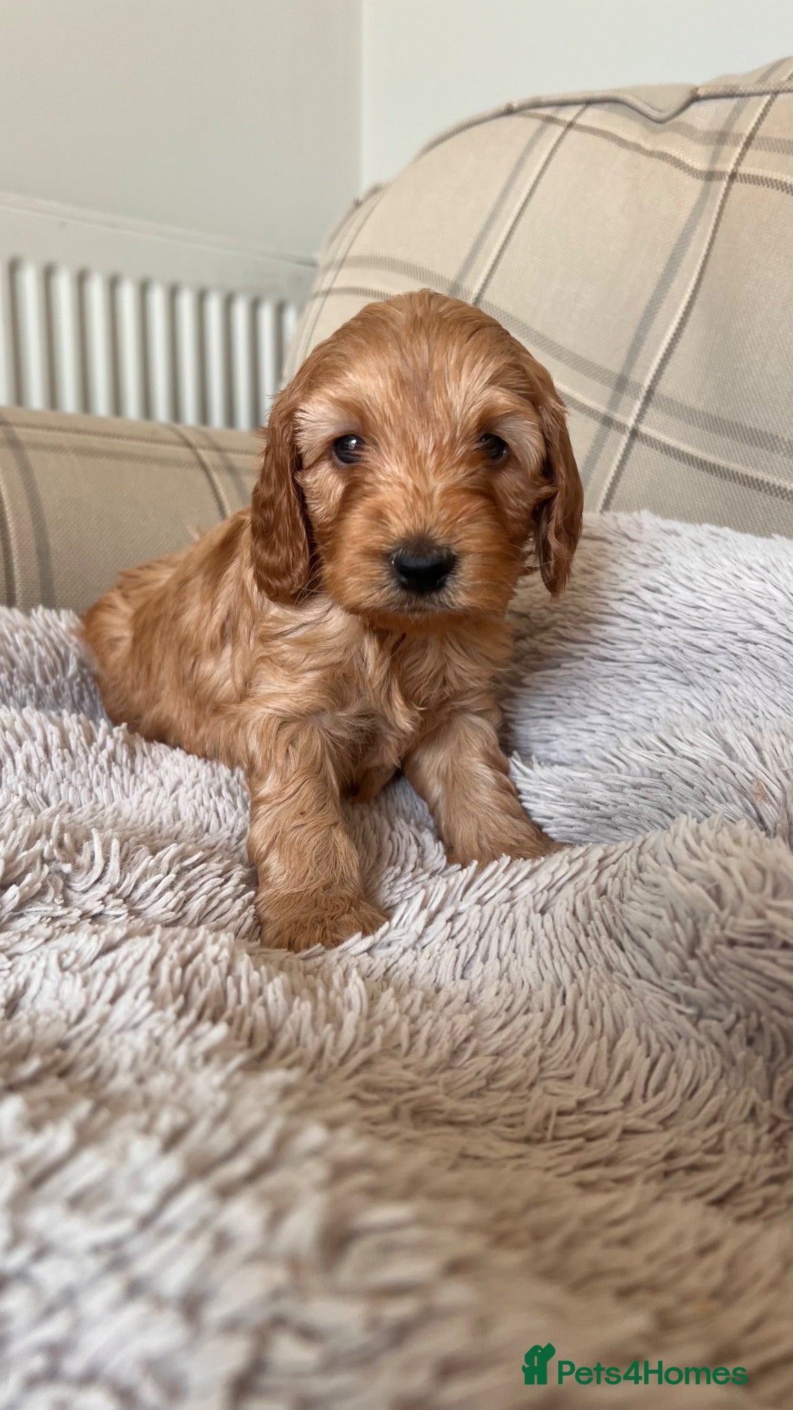 Cockapoo dogs Outstanding cockapoo puppies  - Advert 2