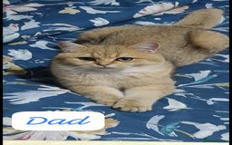 British Shorthair cats for sale: Adorable British Short hair kittens - Image 14