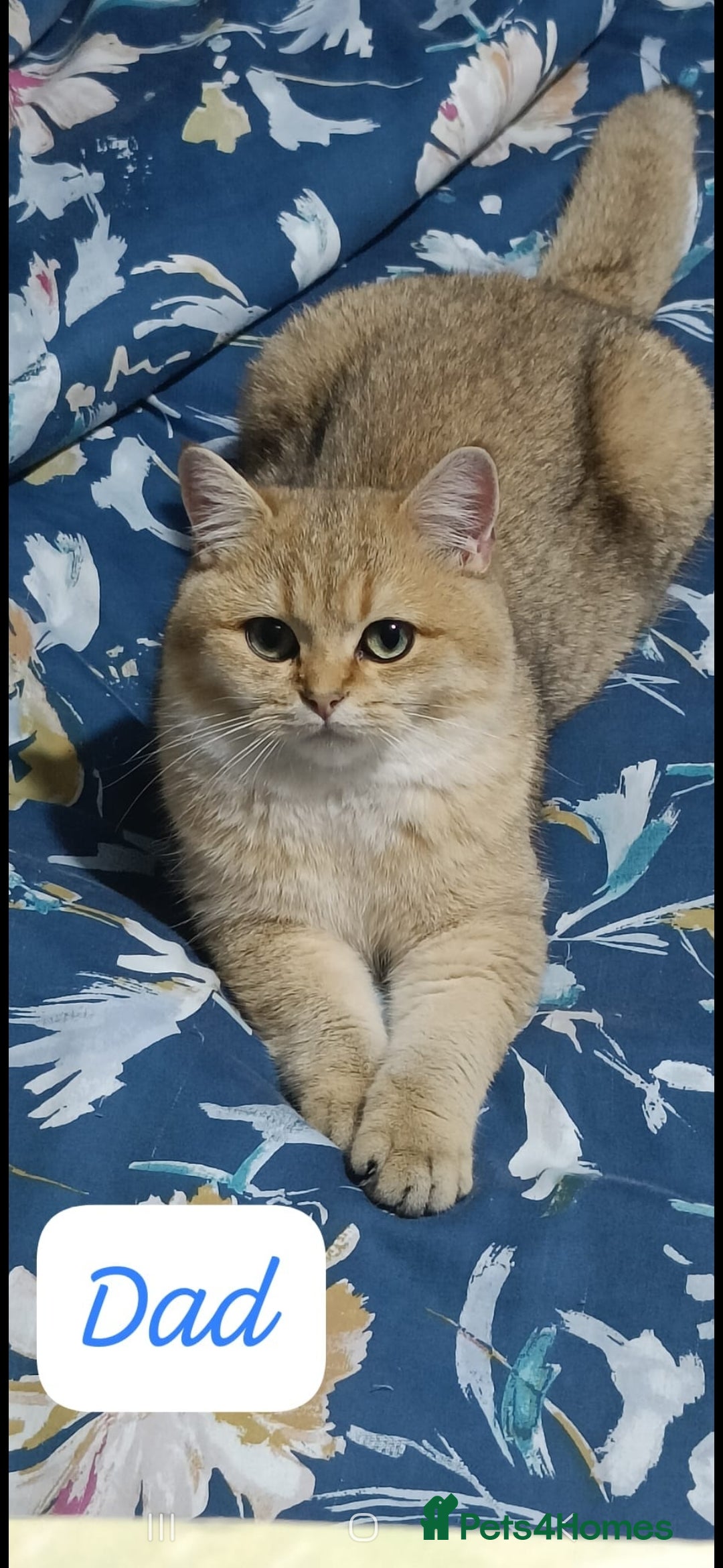 British Shorthair cats for sale: Adorable British Short hair kittens - Image 14