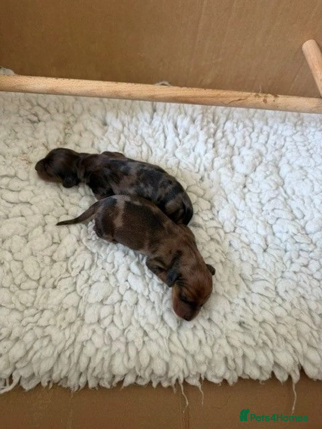 Miniature Dachshund dogs for sale: Beautiful Dapple Litter Born 14th June 2026 - Advert 17