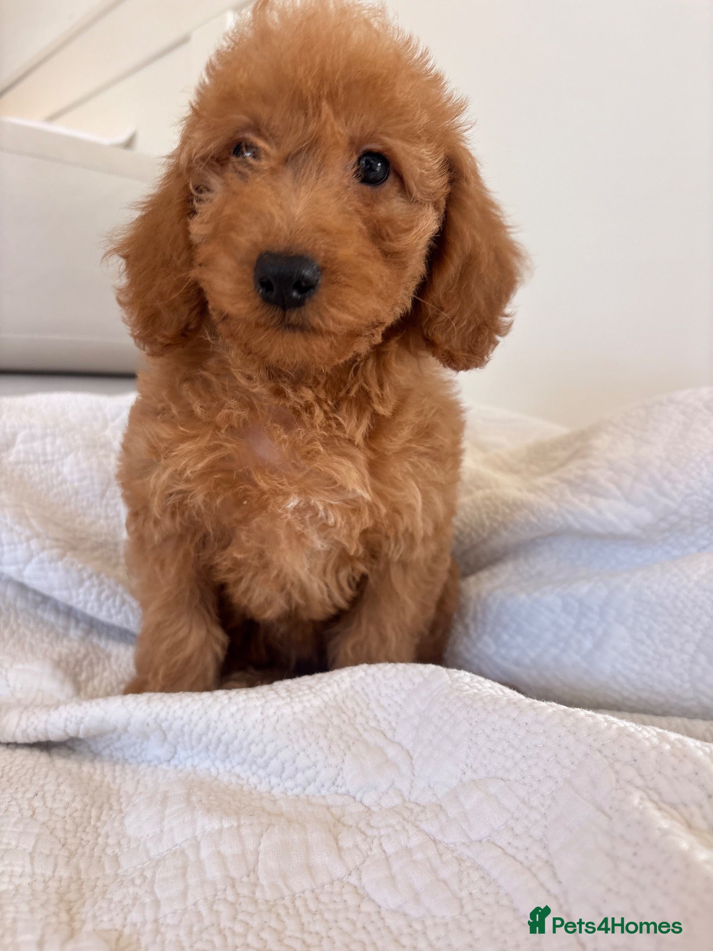 Labradoodle dogs LICENSED BREEDER HEALTH TESTED MINI LABRADOODLES - Advert 1